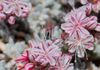 Eriogonum kennedyi var. alpigenum   (Don Davis)