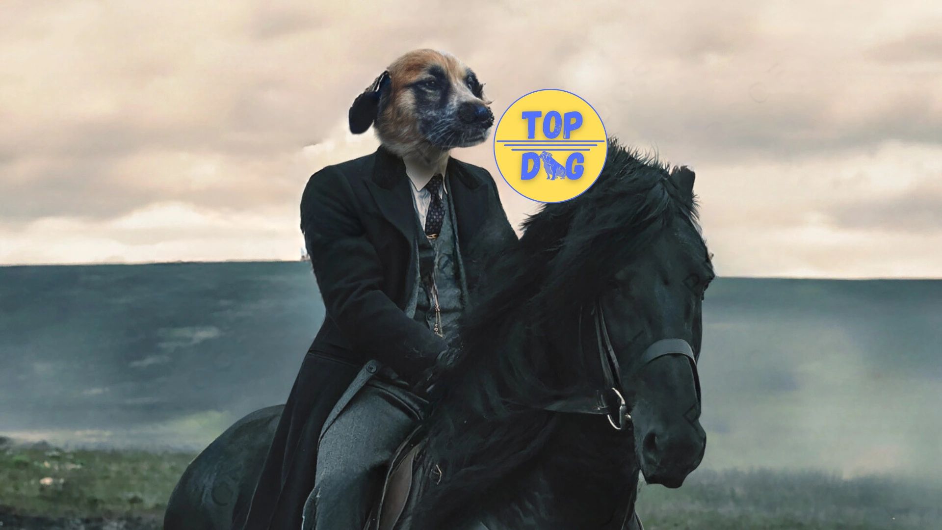 Dog Daycare Columbus Ohio