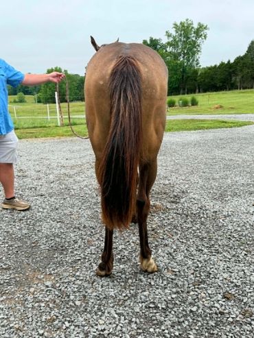 Rear view of a brown horse with a long tail held by a person in blue.