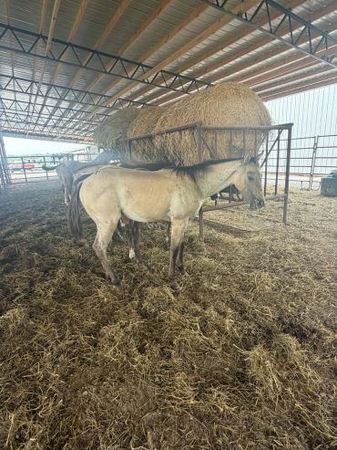 A light brown horse standing in a barn.