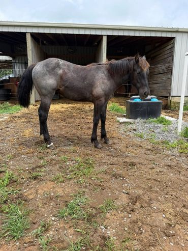 A gray horse stands outside a stable on a partly grassy patch.