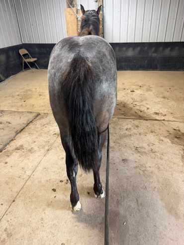 A horse standing inside a stable, viewed from behind.