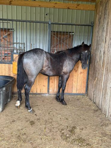 A black horse standing inside a stable with its head against the wall.
