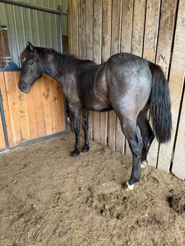 A dark horse standing in a wooden stall, facing away.