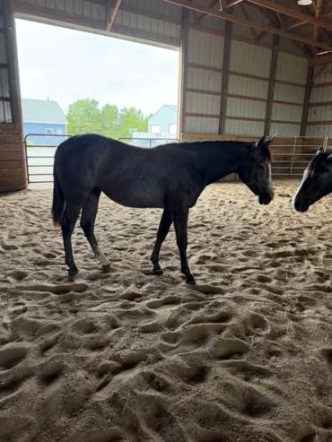 A black horse standing inside a barn.
