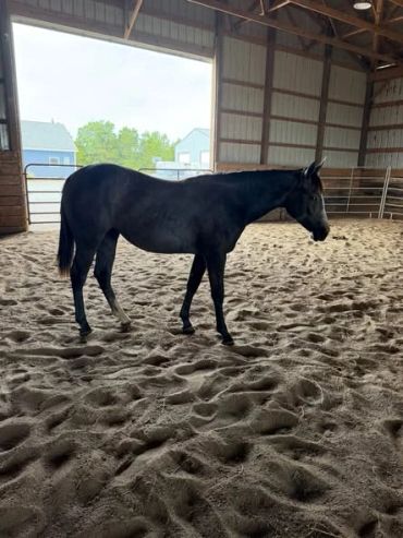Black horse standing in an indoor stable with sandy floor.