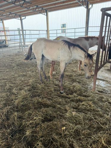 Two horses standing in a covered stable area.