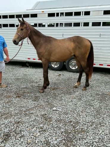 A brown horse stands on gravel near a trailer, held by a person in a blue shirt.