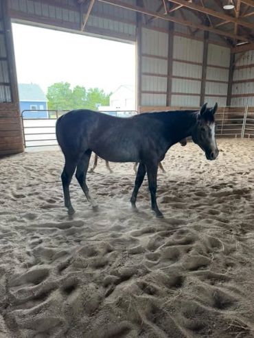 A black horse standing in a sandy indoor arena.