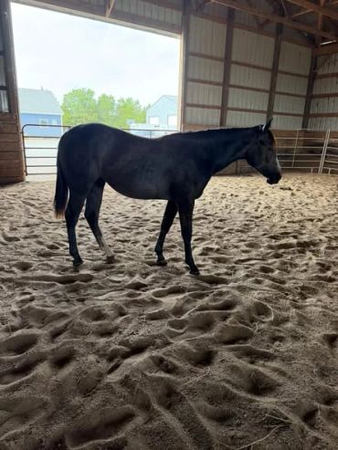Black horse standing inside a barn.