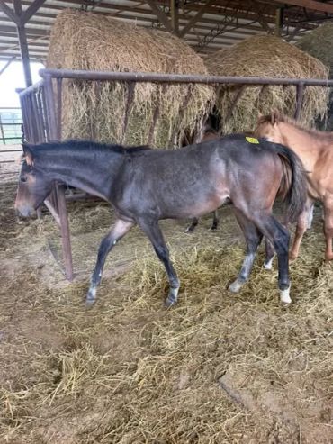 Dark foal walking near hay bales inside a barn.