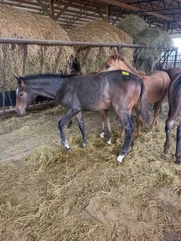 Three young horses standing in a barn.
