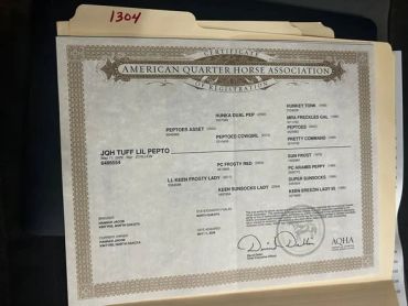 American Quarter Horse Association certificate for JQH Tuff Lil Pepto.
