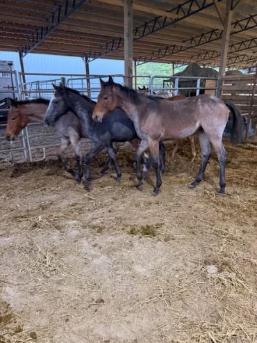 Three horses standing inside a covered stable.