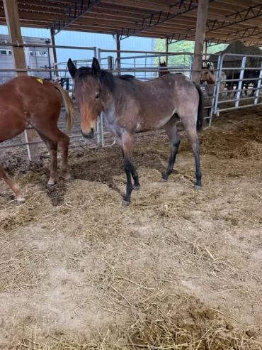 Young horse standing in a stable area with other horses nearby.