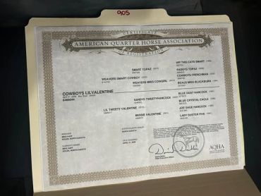 Certificate from American Quarter Horse Association for Cowboys Lil Valentine.