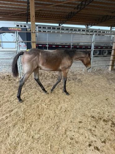 A young foal walking in a covered pen.