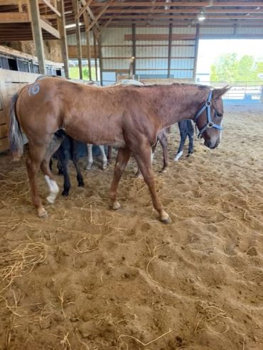 Brown horse with a halter in a barn.