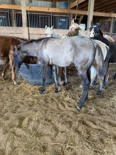 A group of horses in a barn with hay.