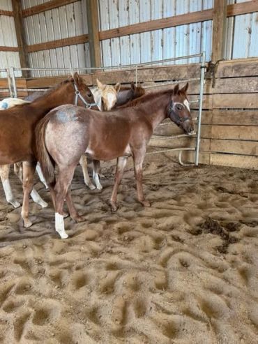 A group of young horses in a barn.