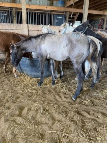 Several horses inside a barn drinking from a trough.