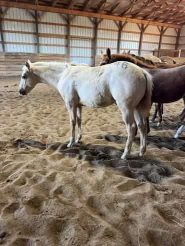 White horse with the number 46 on its side in an indoor arena.