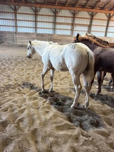 White horse standing inside a wooden barn.