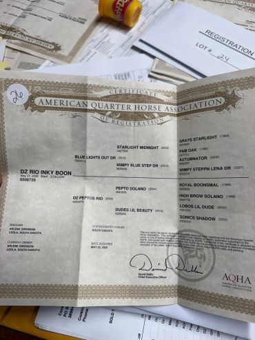 American Quarter Horse Association registration certificate for DZ Rio Inky Boon.