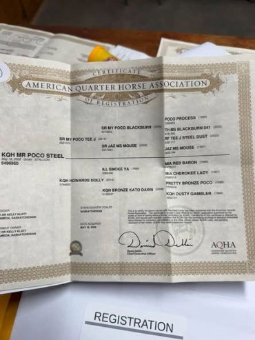 Registration certificate from American Quarter Horse Association.