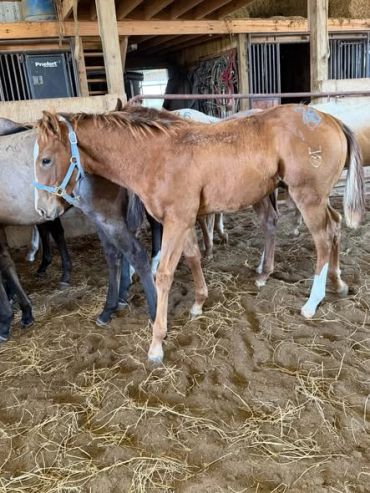 A young brown horse with a blue halter in a stable.
