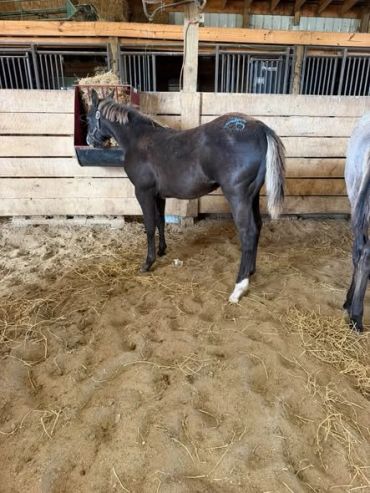 Young dark horse in a barn stall eating hay.