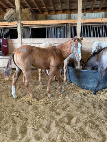 Young horses inside a stable with hay.