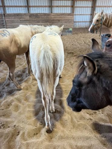 Horses and a cow in a barn with sandy ground.