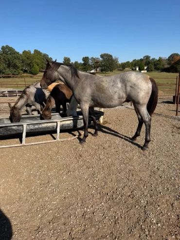 Horses eating by a trough in an outdoor enclosure.