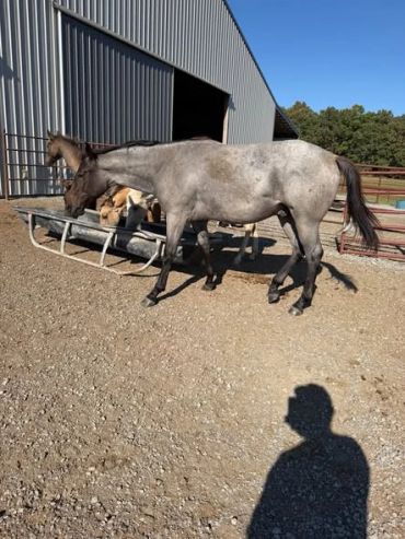 Two horses near a feeding trough beside a barn.