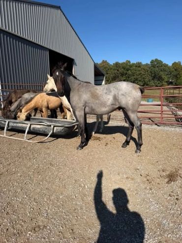 A gray horse standing in a farmyard near other horses.