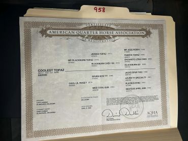 Certificate from American Quarter Horse Association.
