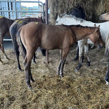 A young horse stands among others in a barn.