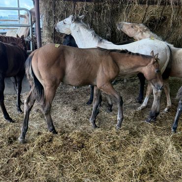 A group of horses standing on hay in a stable.