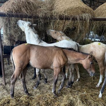 Three horses standing in a stable eating hay.