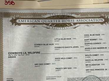 Certificate of registration for American Quarter Horse.