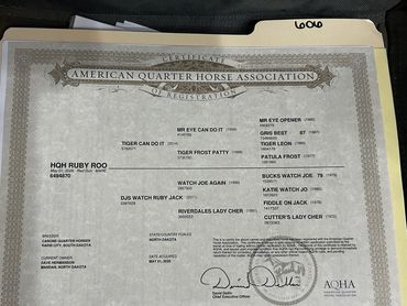 Certificate from American Quarter Horse Association.