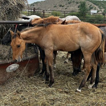 Young horse eating hay in a fenced area.