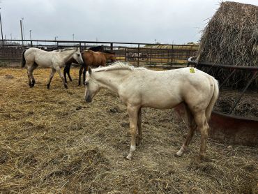 Horses standing in a fenced field near a hay feeder.