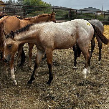 Young horses in a fenced paddock.