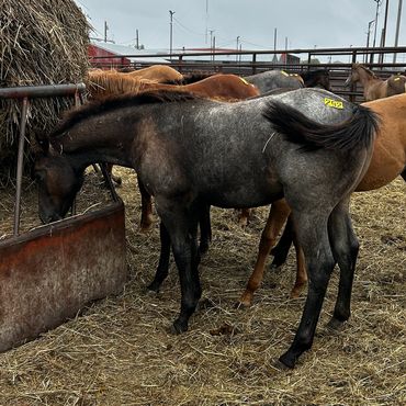 Young horse eating hay in a fenced area.