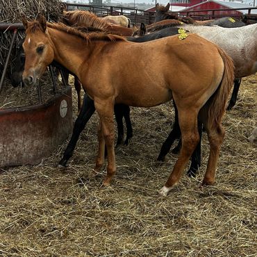 A brown foal stands in a pen with other horses.
