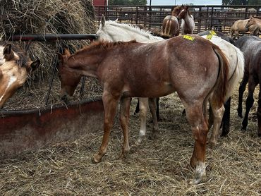 Young horse eating hay in a stable.