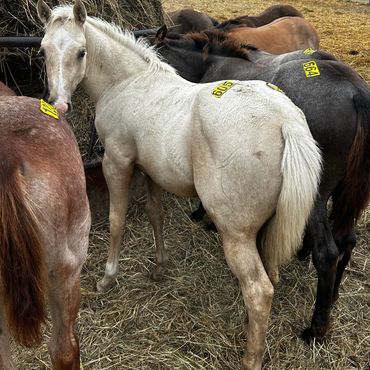 Tagged horses standing together in a pen.