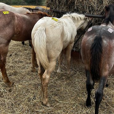 Three tagged horses eating hay from a feeder.